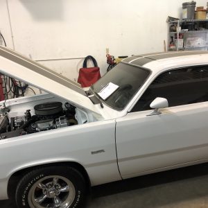 muscle